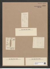 Grammonema striatulum Ag. (de-Toni-Nr.: Genus 74, Species 2799) Zeichnungen Sammlung Grunow Nr. 5745 (NHMW-BOT-W0374133)